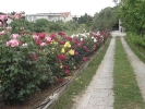 Dvorište
