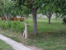 Pakoštane apartmani
